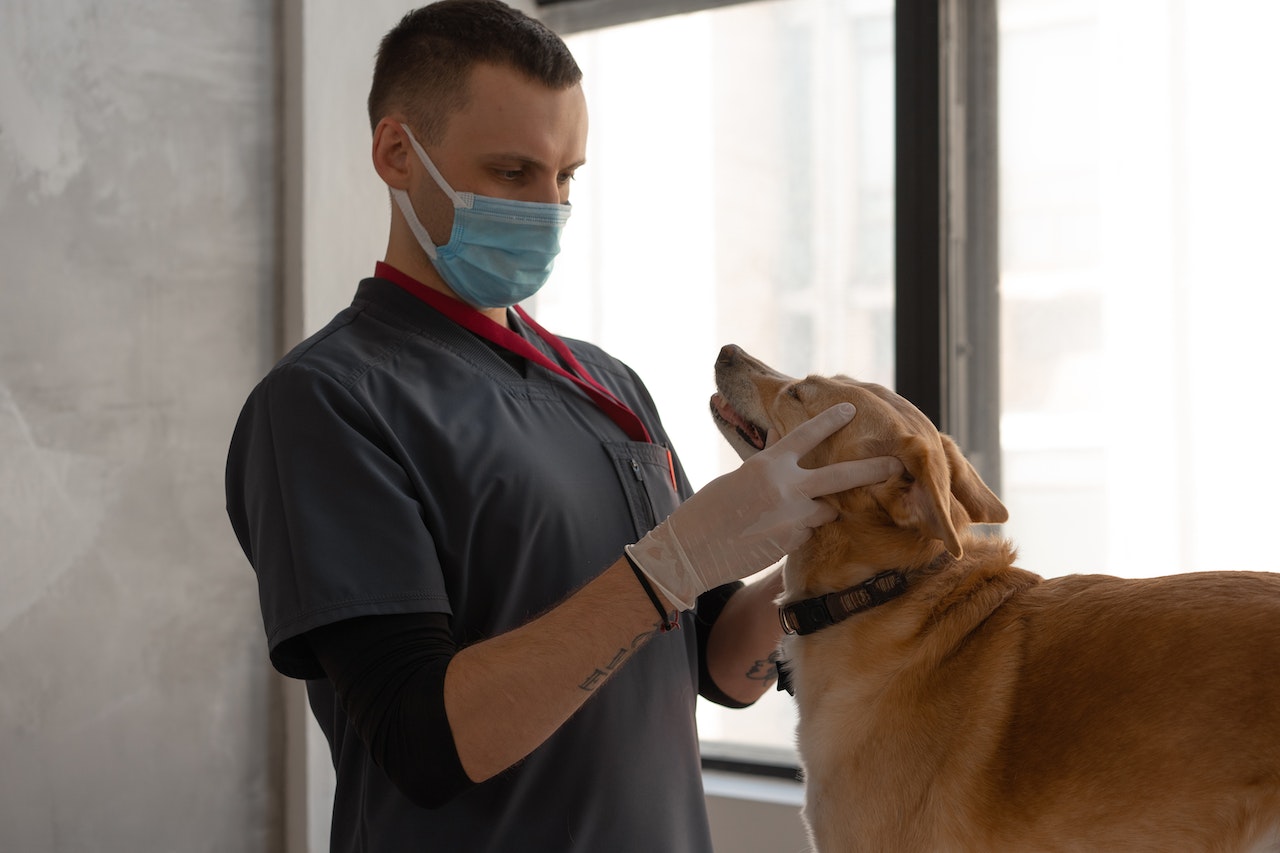 Duży pies i wizyta w klinice weterynaryjnej